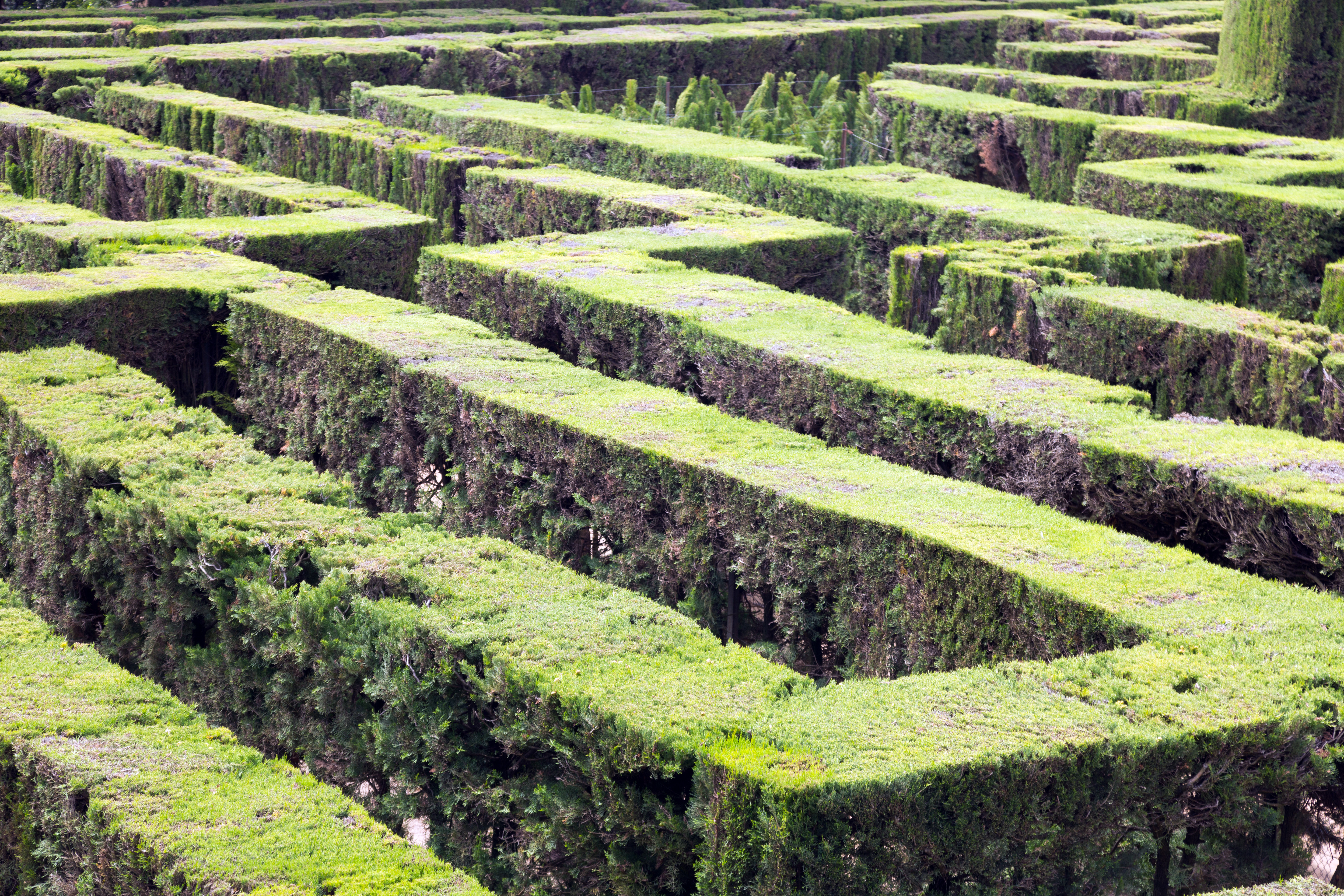 Vista aérea de un laberinto de setos verdes